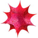 Wolfram Mathematica